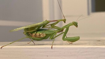 Male Springbok praying mantis wrestle with females to mate, avoid being eaten by them