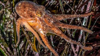 Some octopus species appear to be coping well with increase in ocean acidity, for now