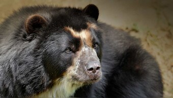 'Paddington' bear mother, cub spotted wandering around tourist-free Machu Picchu