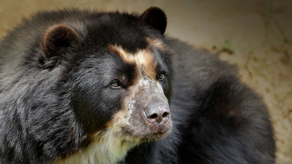 'Paddington' bear mother, cub spotted wandering around tourist-free Machu Picchu