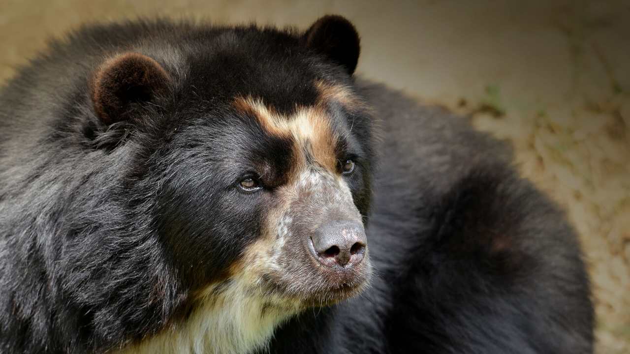 'Paddington' bear mother, cub spotted wandering around tourist-free Machu Picchu 'Paddington' bear mother, cub spotted wandering around tourist-free Machu Picchu