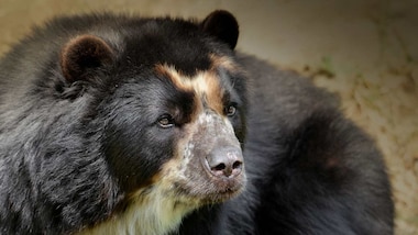 'Paddington' bear mother, cub spotted wandering around tourist-free Machu Picchu
