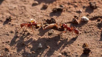 Two new species of rare ant discovered in Kerala and Tamil Nadu by researchers