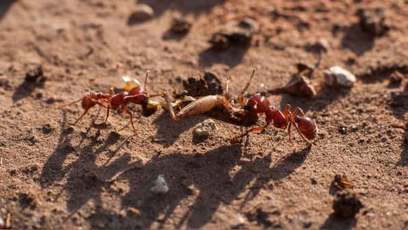 Two new species of rare ant discovered in Kerala and Tamil Nadu by researchers
