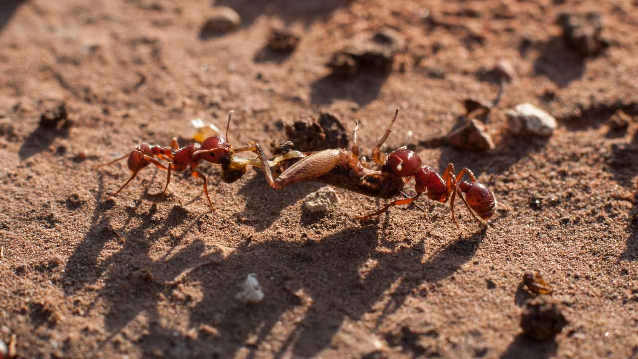 Two new species of rare ant discovered in Kerala and Tamil Nadu by researchers Two new species of rare ant discovered in Kerala and Tamil Nadu by researchers