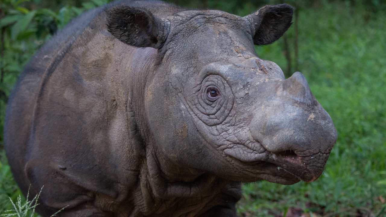 The Sumatran Rhino, of which the Bornean rhino is a subspecies, is the only Asian rhino with two horns. It is also known to be very vocal, making a range of singing and chatting sounds. Image credit: GWC