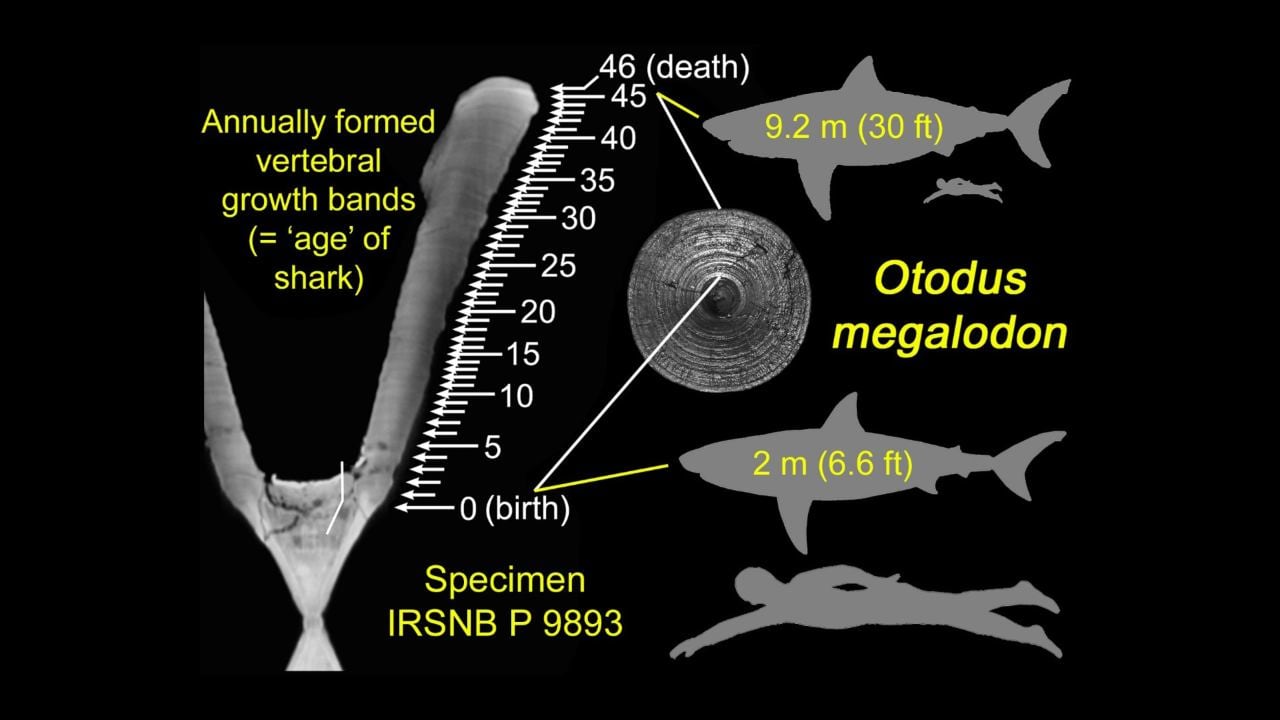 Megalodon vertebrae column. Image Credit: DePaul University/Kenshu Shimada