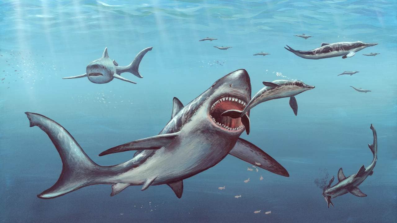 Megalodon probably gave birth to live young, as do the majority of modern sharks. They would also dwarf most aquatic animals today, more than twice the size of the biggest great whites. Image: Science Photo Library