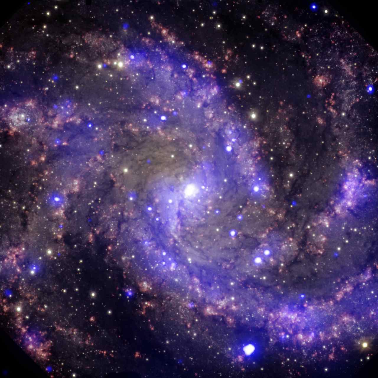 In the past century, eight supernovas have been observed to explode in the arms of this galaxy, called NGC 6946. Image: NASA/CXC/MSSL/R.Soria et al/AURA/Gemini OBs