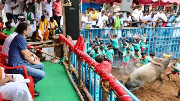 Tamil spirit 'cannot be suppressed', says Rahul Gandhi at jallikattu event in Madurai