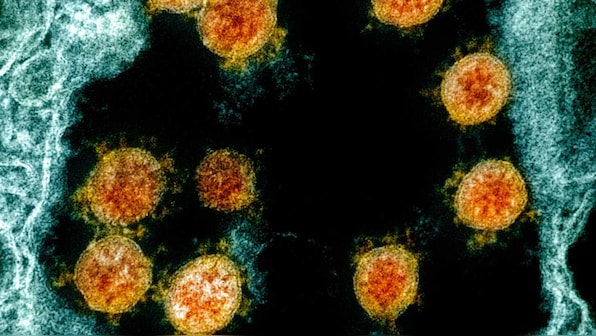 Protective immunity against novel coronavirus may last for over eight months, new study claims
