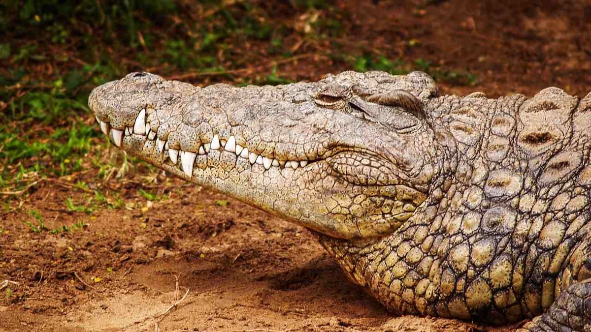 Crocodiles have remained largely unchanged since the last 200 million years