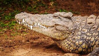 Crocodiles have remained largely unchanged since the last 200 million years
