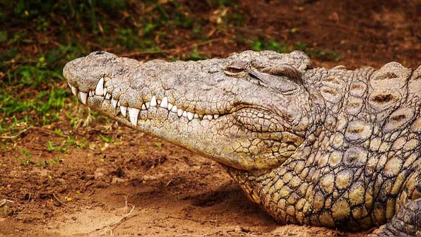 Crocodiles have remained largely unchanged since the last 200 million years