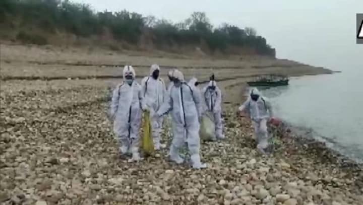 Bird flu cases in Himachal, Kerala, Rajasthan, MP; how it spreads, steps being taken to combat it