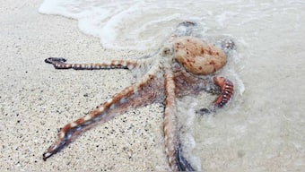 Warming waters in the Eastern Mediterranean have lead to collapse of the population of molluscs