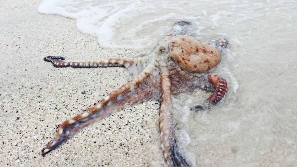 Warming waters in the Eastern Mediterranean have lead to collapse of the population of molluscs
