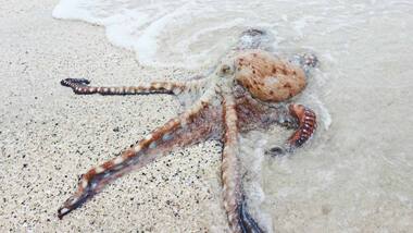 Warming waters in the Eastern Mediterranean have lead to collapse of the population of molluscs
