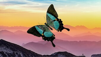 Butterfly wings are perfectly designed to give them a burst of jet propulsion