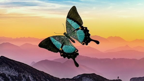 Butterfly wings are perfectly designed to give them a burst of jet propulsion