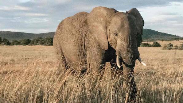 Satellite images to assist in elephant conservation efforts in Africa