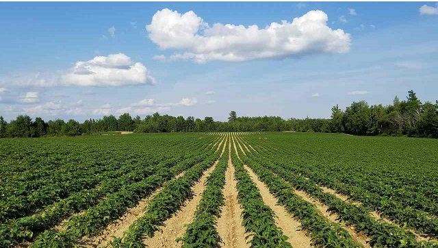 Union Budget 2021: Govt should focus on R and D in agriculture, raise outlay, help farmers to diversify crops Union Budget 2021: Govt should focus on R and D in agriculture, raise outlay, help farmers to diversify crops