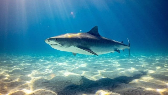 Watch: Horrifying video of Tiger Shark chomping down underwater camera leaves internet in shock