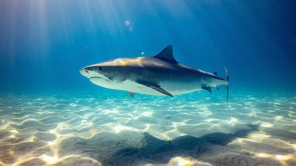 Number of sharks, rays have fallen more than 70 percent between 1970-2018