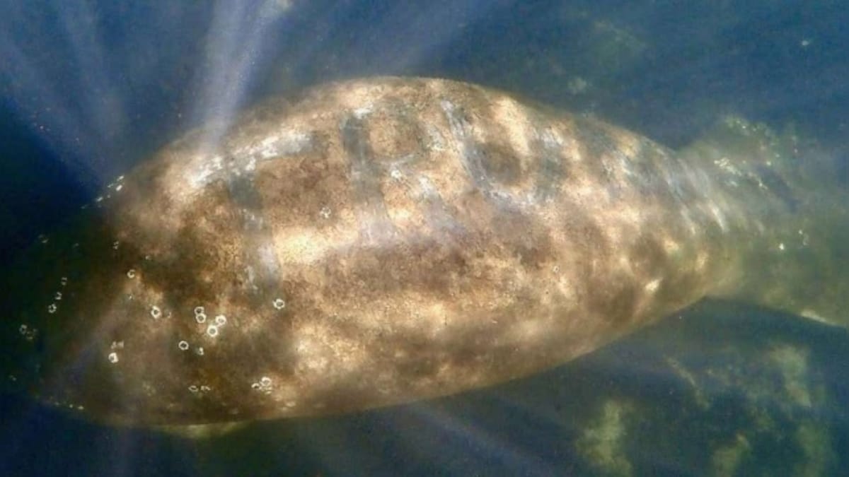 Florida manatee found with 'Trump' carved into its back days after Capitol riots spurs outrage and investigation