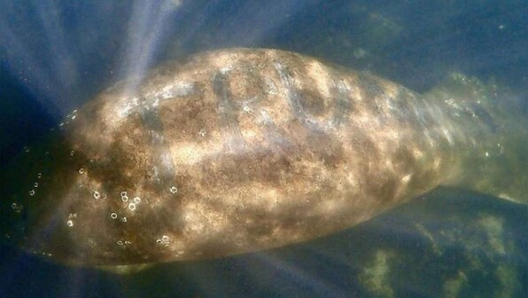 Florida manatee found with 'Trump' carved into its back days after Capitol riots spurs outrage and investigation