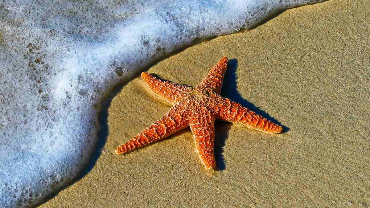 Starfish: Rare fossil helps answer the mystery of how they evolved arms