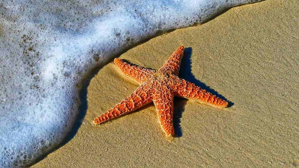 Starfish: Rare fossil helps answer the mystery of how they evolved arms