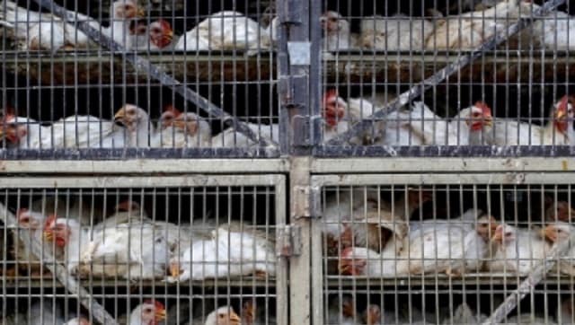Still battling fallout of COVID-19 crisis, poultry industry dealt fresh blow by bird flu outbreak