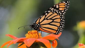 Insect apocalypse: Climate change, insecticides, invasive species, agriculture causing Earth to loose insects
