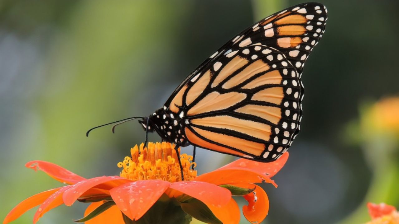 Why a Texas butterfly sanctuary has closed down due to Trump supporters: What you need to know about it Why a Texas butterfly sanctuary has closed down due to Trump supporters: What you need to know about it