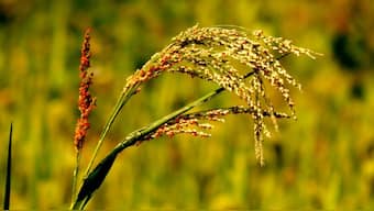 Climate change more than poverty, sanitation cause malnutrition in children says UN research