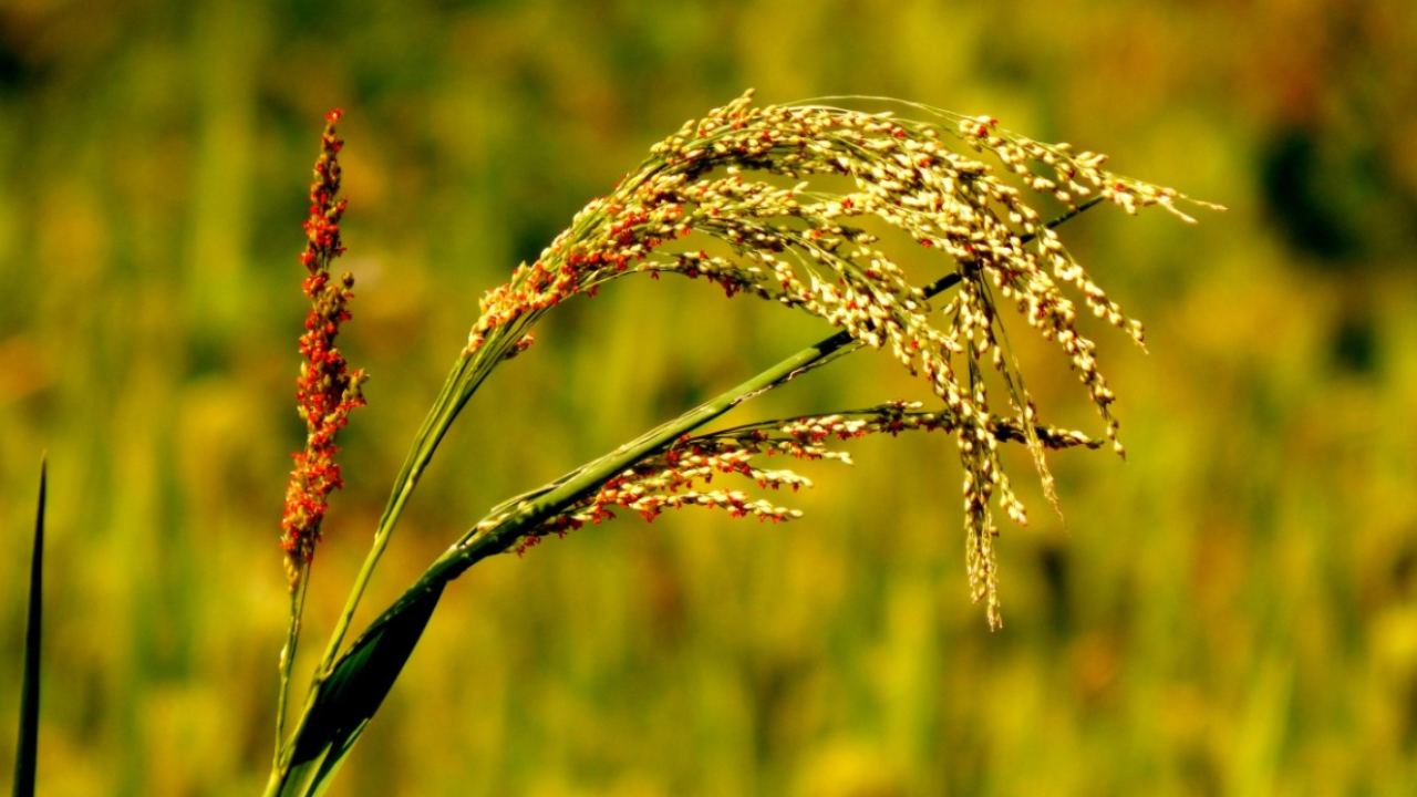 Climate change more than poverty, sanitation cause malnutrition in children says UN research Climate change more than poverty, sanitation cause malnutrition in children says UN research