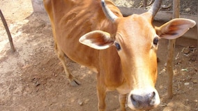Rashtriya Kamdhenu Aayog doubles down on defense of cow dung 'anti-radiation' chip with questionable 'study'