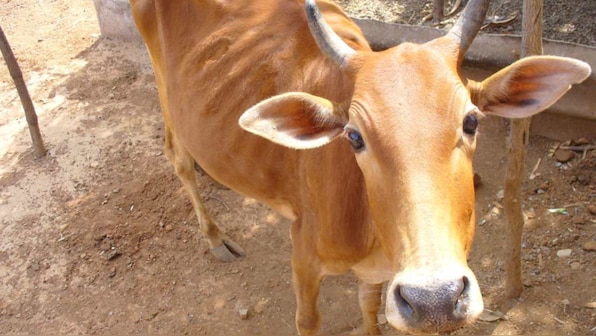 Rashtriya Kamdhenu Aayog doubles down on defense of cow dung 'anti-radiation' chip with questionable 'study'