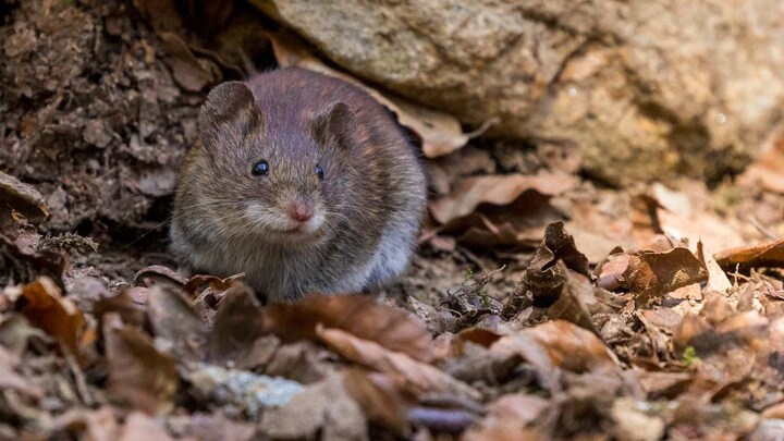 Rewind the clock: Study on mice show positive results to stop ageing process