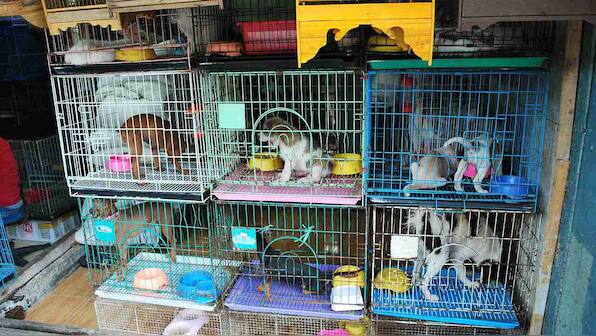 International wildlife trade is causing over 60 percent species on Earth to go extinct