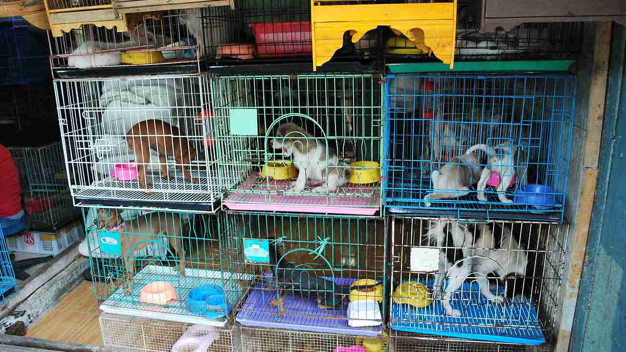 International wildlife trade is causing over 60 percent species on Earth to go extinct International wildlife trade is causing over 60 percent species on Earth to go extinct