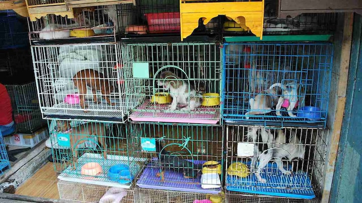 International wildlife trade is causing over 60 percent species on Earth to go extinct