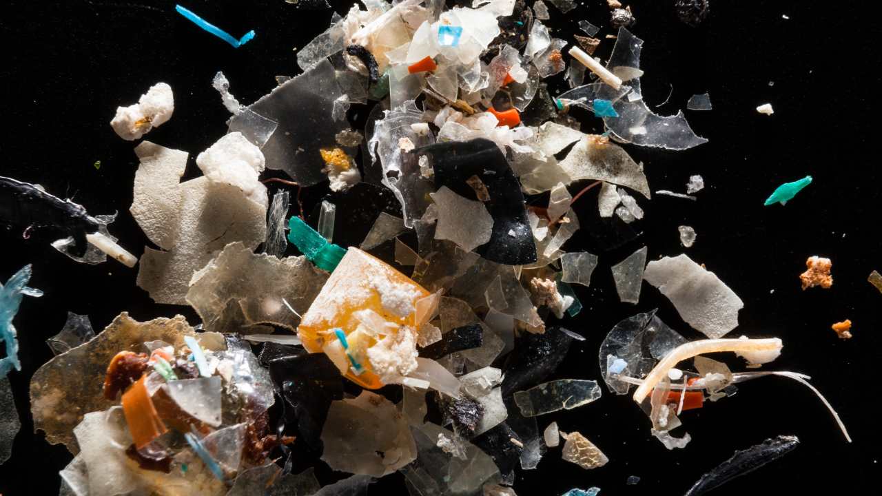 Microplastics from the Rhode River are pictured at the laboratory of Dr. Lance Yonkos in the Department of Environmental Science & Technology at the University of Maryland. Image credit: Flickr/Chesapeake Bay Program