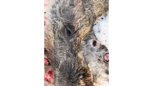 Suspected bullet wounds on the body of the dead Hangul