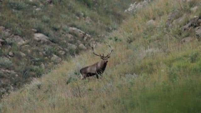 A Hangul stag in the Dachigam Wildlife Sanctuary. Photo by Khursheed Ahmad