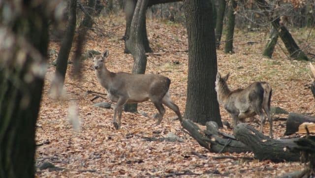 A female Hangul with a fawn. Photo by Khursheed Ahmad