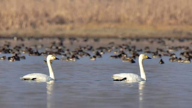 Two Bewick’s Swans in a Srinagar wetland. Photo by Reyan Sofi