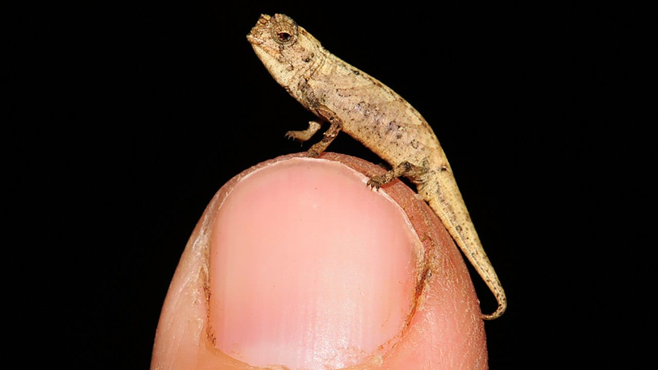 Tiny chameleon Brookesia nana in the running to be the world's smallest