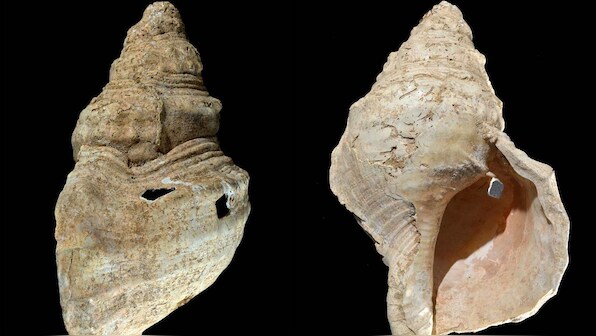 Oldest shell horn found in a cave in 1931 plays its songs as clear as the sea